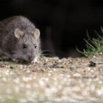 Confirman un nuevo caso positivo de hantavirus entre pasajeros aislados tras el crucero