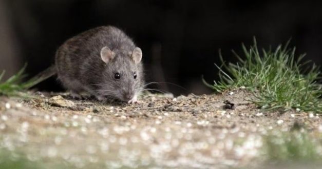 Confirman un nuevo caso positivo de hantavirus entre pasajeros aislados tras el crucero