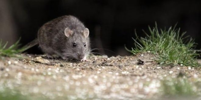 Confirman un nuevo caso positivo de hantavirus entre pasajeros aislados tras el crucero